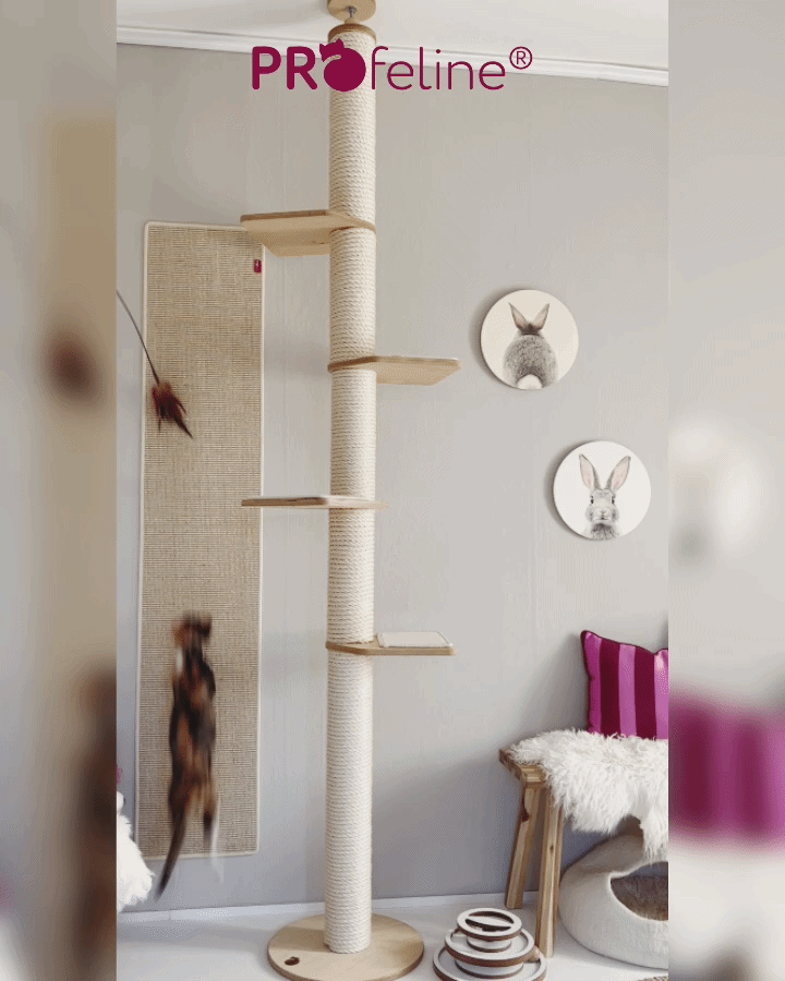 Kletterwand mit Kitten Assol