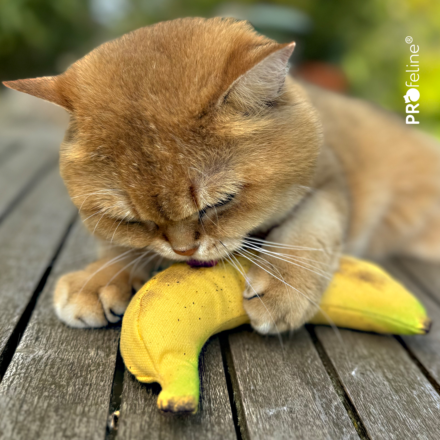 DreamCat - Banana Katzenspielzeug Banane mit Katzenminze USA