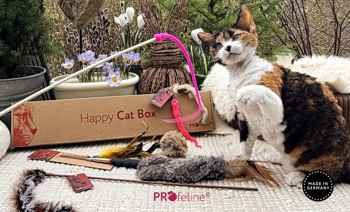 Cat Toys Cats Love
