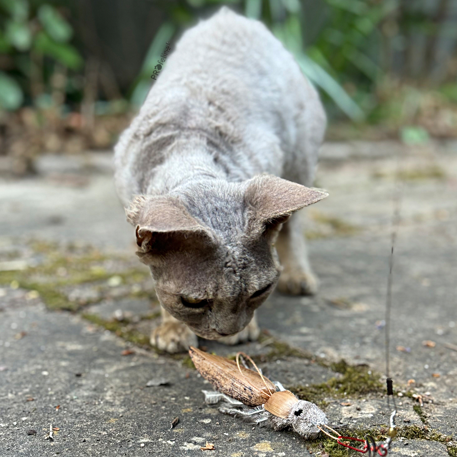 Anhänger Küchenschabe für Katzenangel