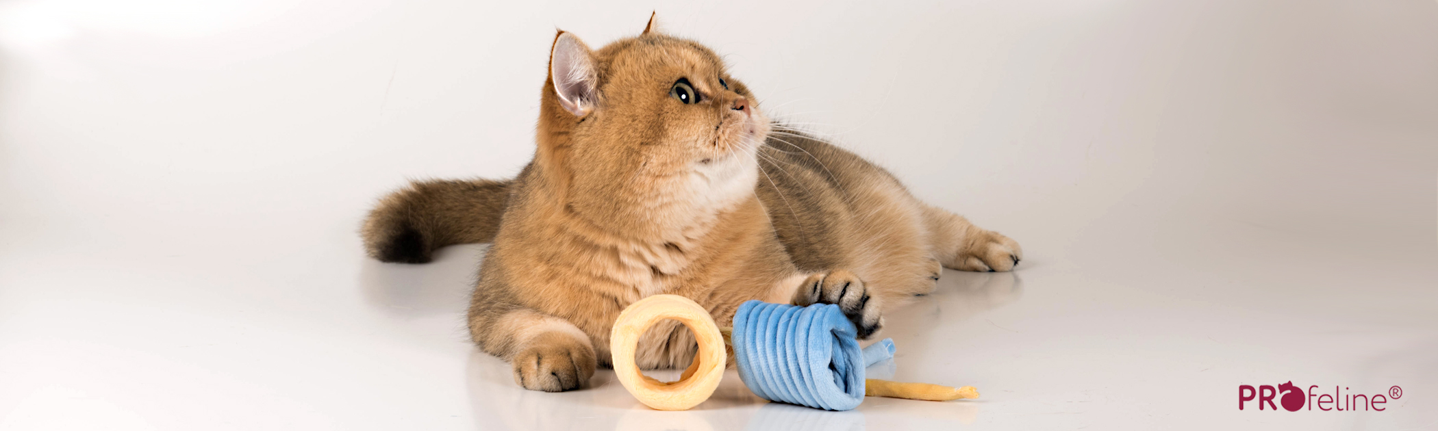 Katzenspielzeug Spiralen und Rollen