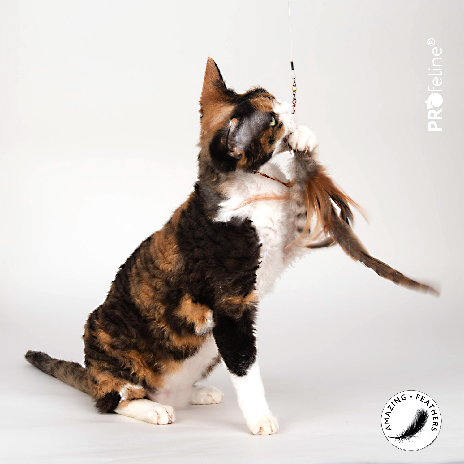 Katzenshop für Katzenspielzeug in grßer Auswahl