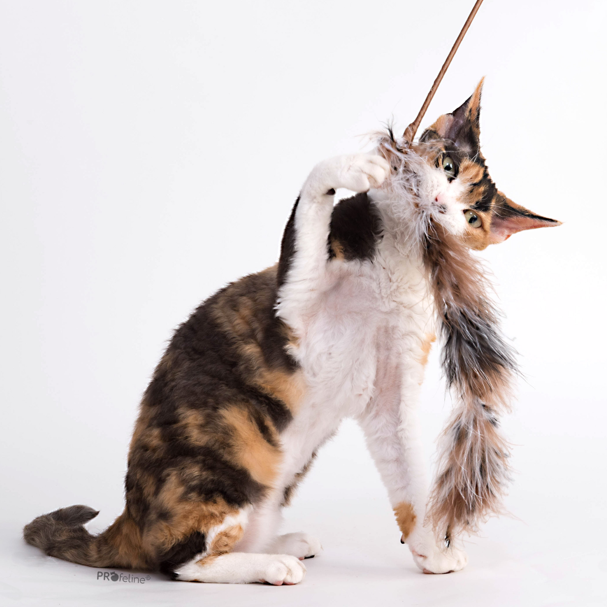 Katzenwedel Boa