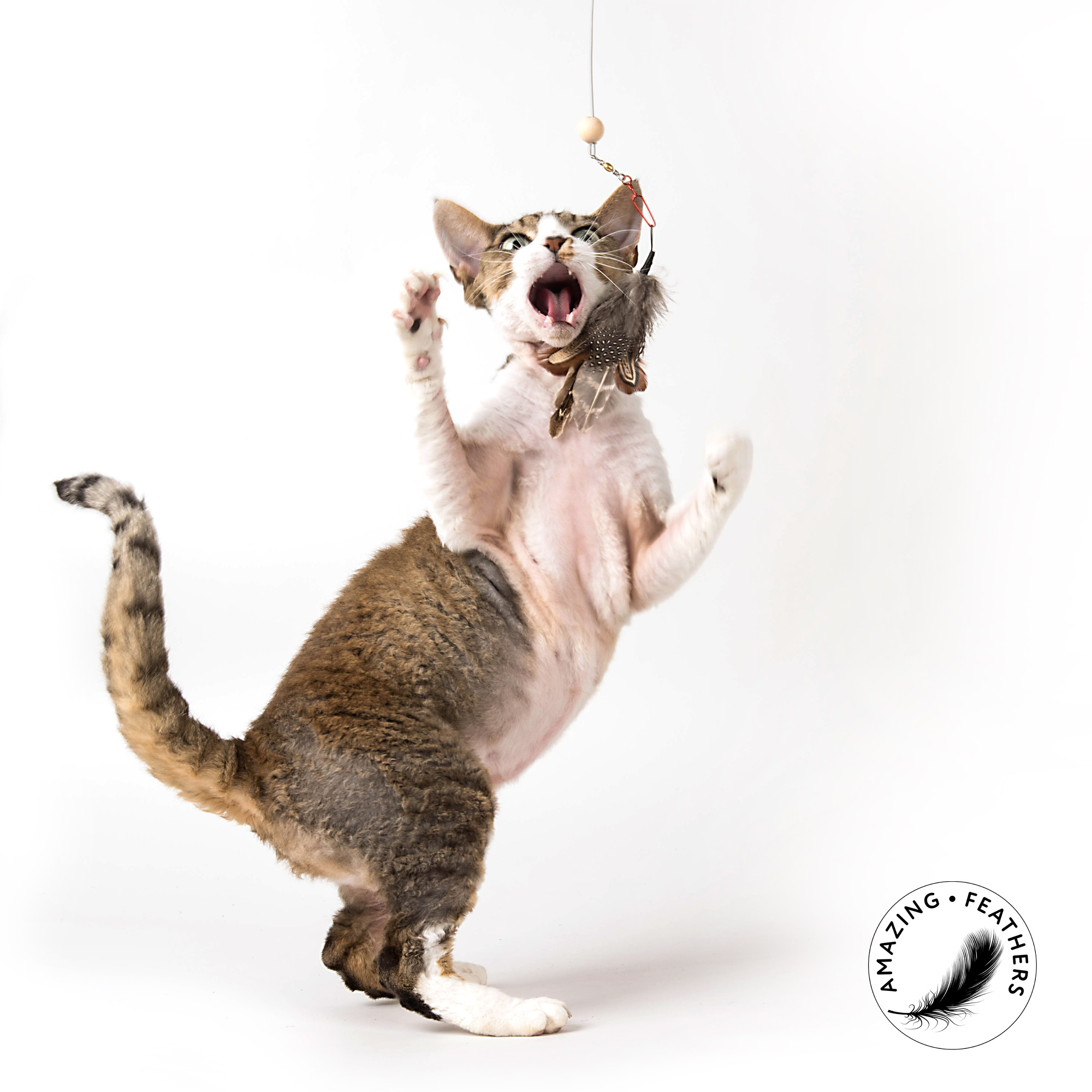 Katzen Fderanhänger aufregend