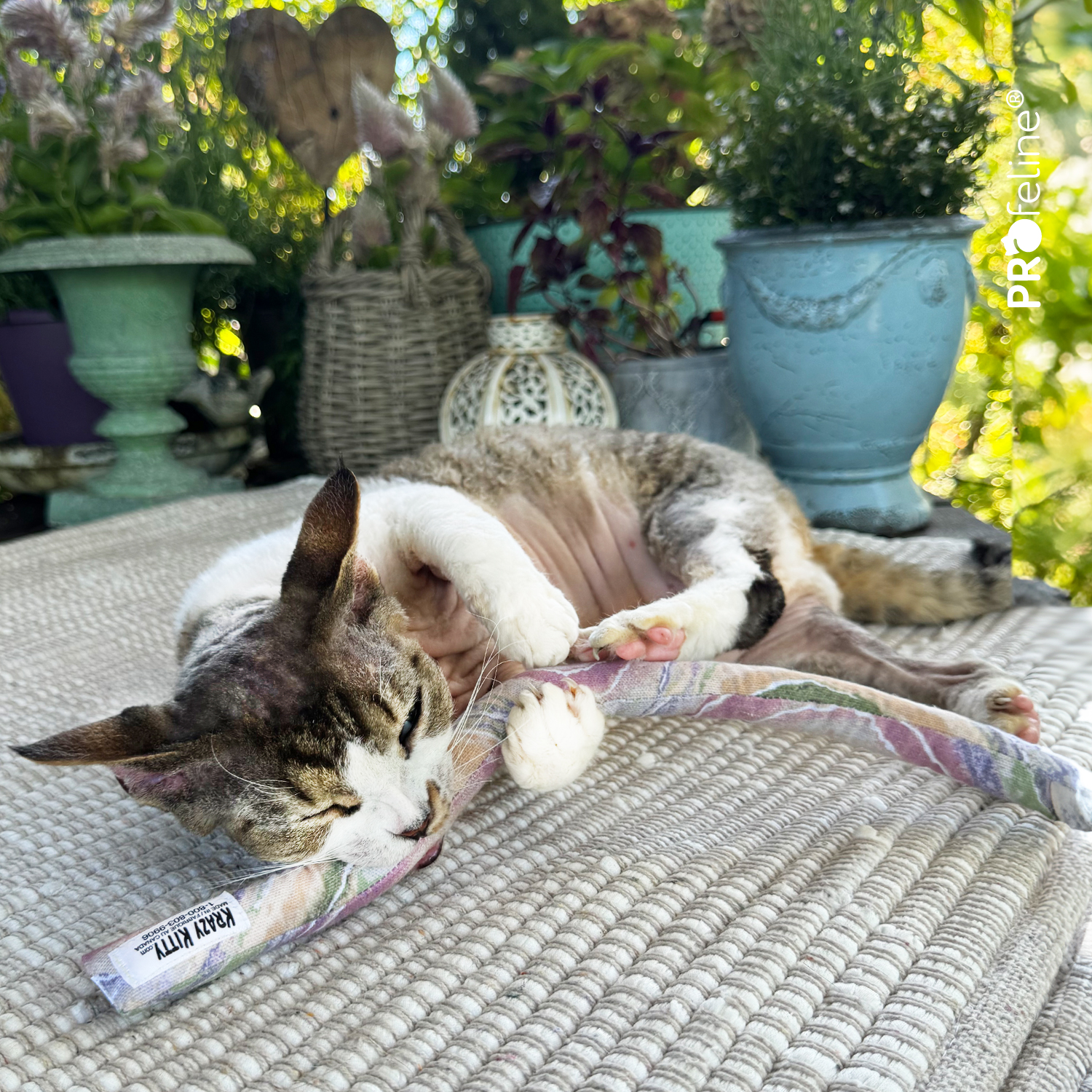 Krazy Kitty - Tiger Tails Krazy Kitty Cat Tai Katzenminze aus Kanada
