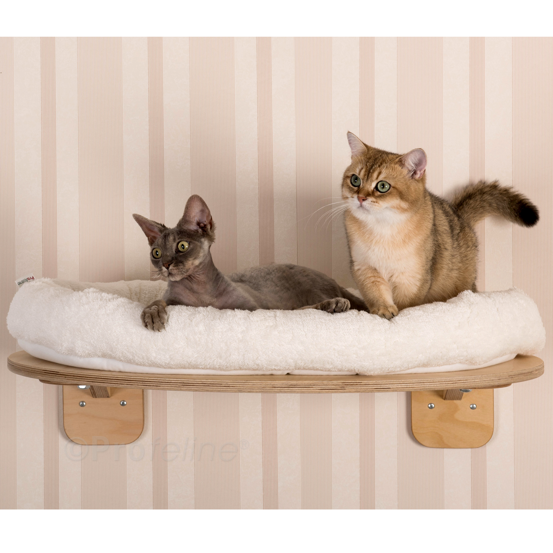 Wandliege Emma Katzen Wandliege gross