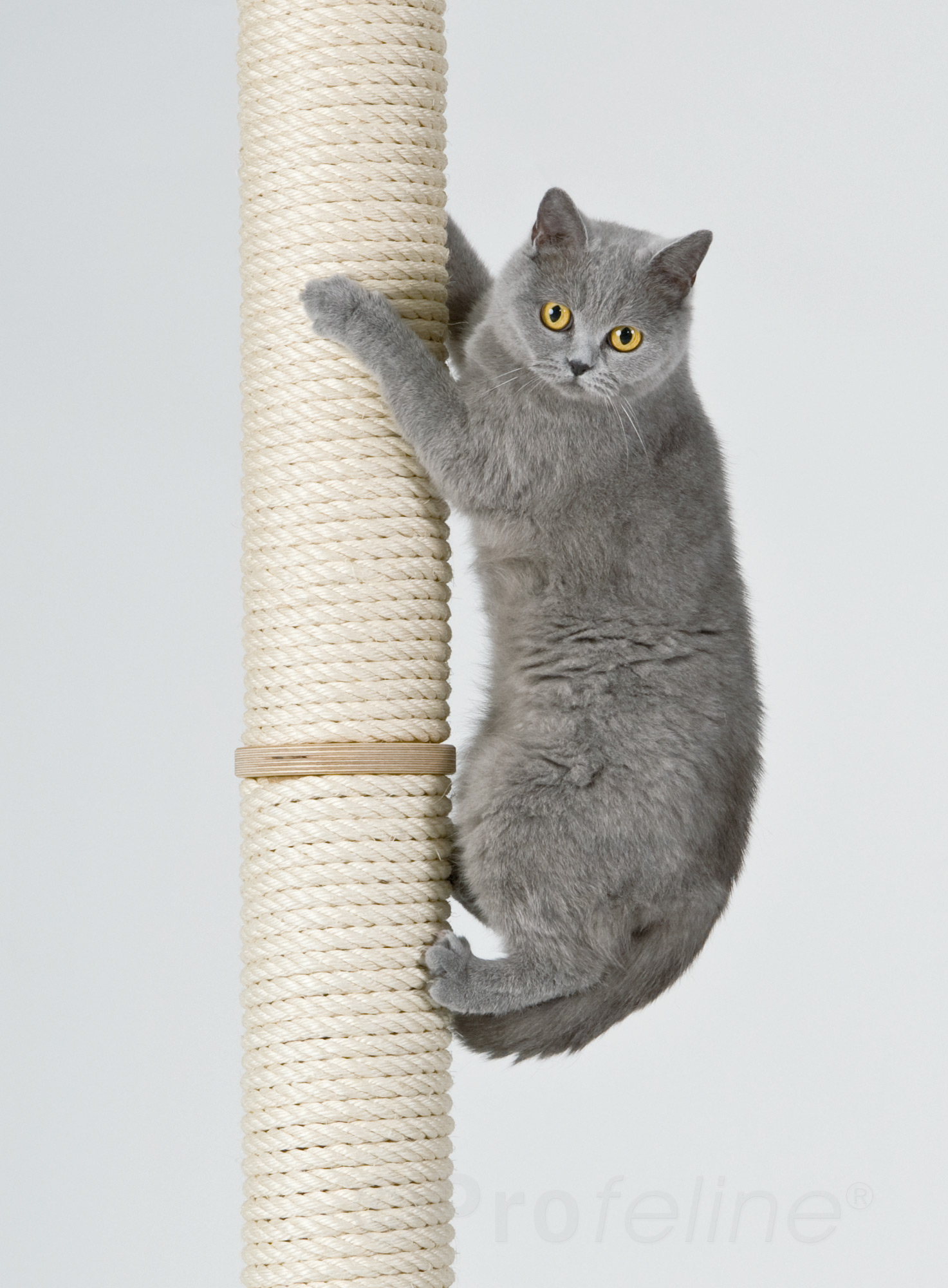 Katzen kletterbaum