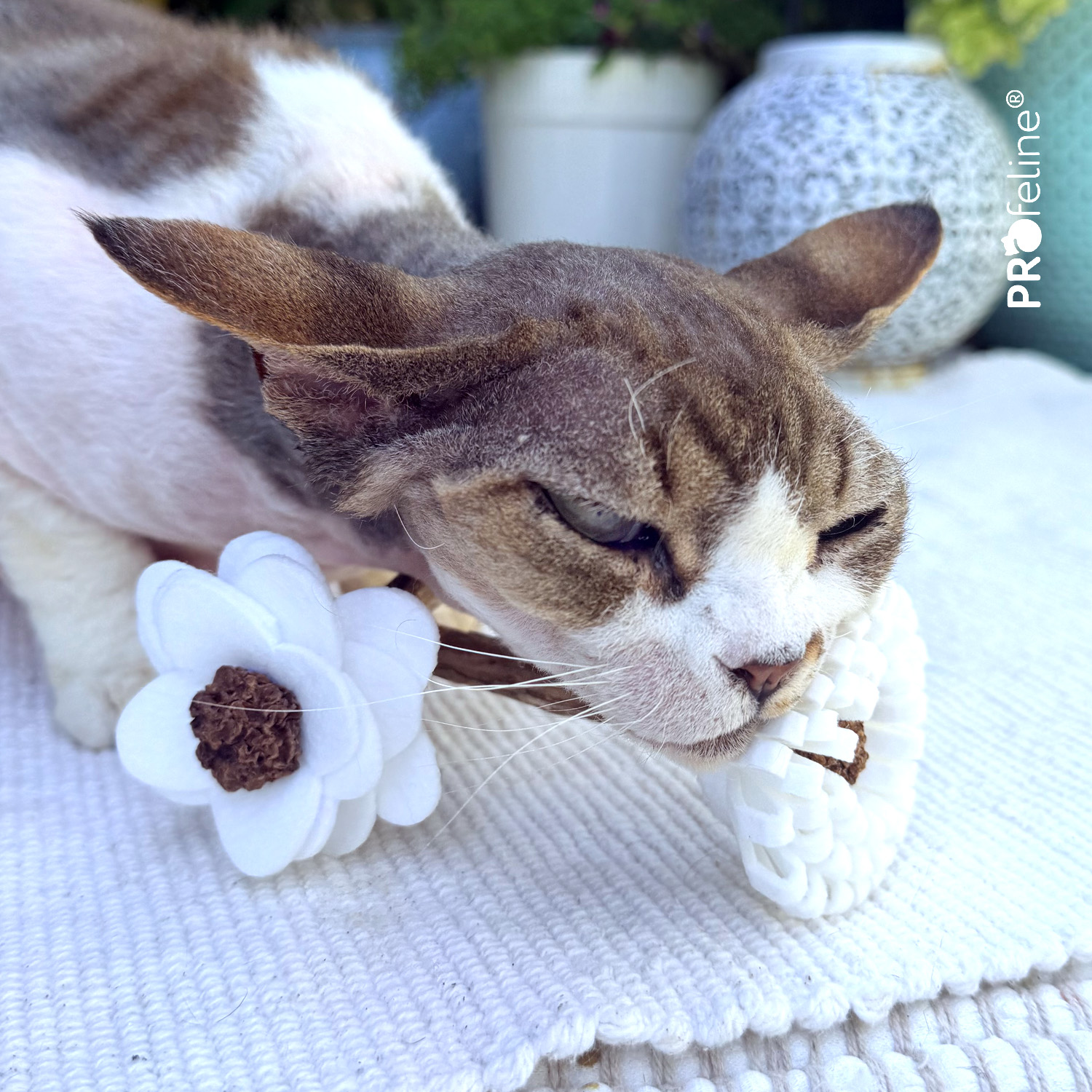 Silvervine Gall Fruit Flower – Cat Toy