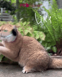 Mystic Beetle Refill Happy Cat with Bug
