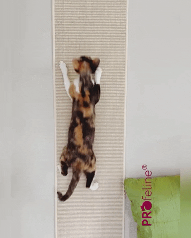 Katzen Wandkletterteppich