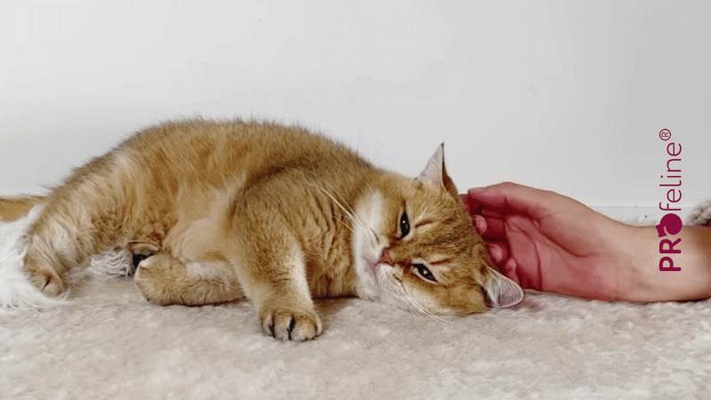 Mit Katze schmusen