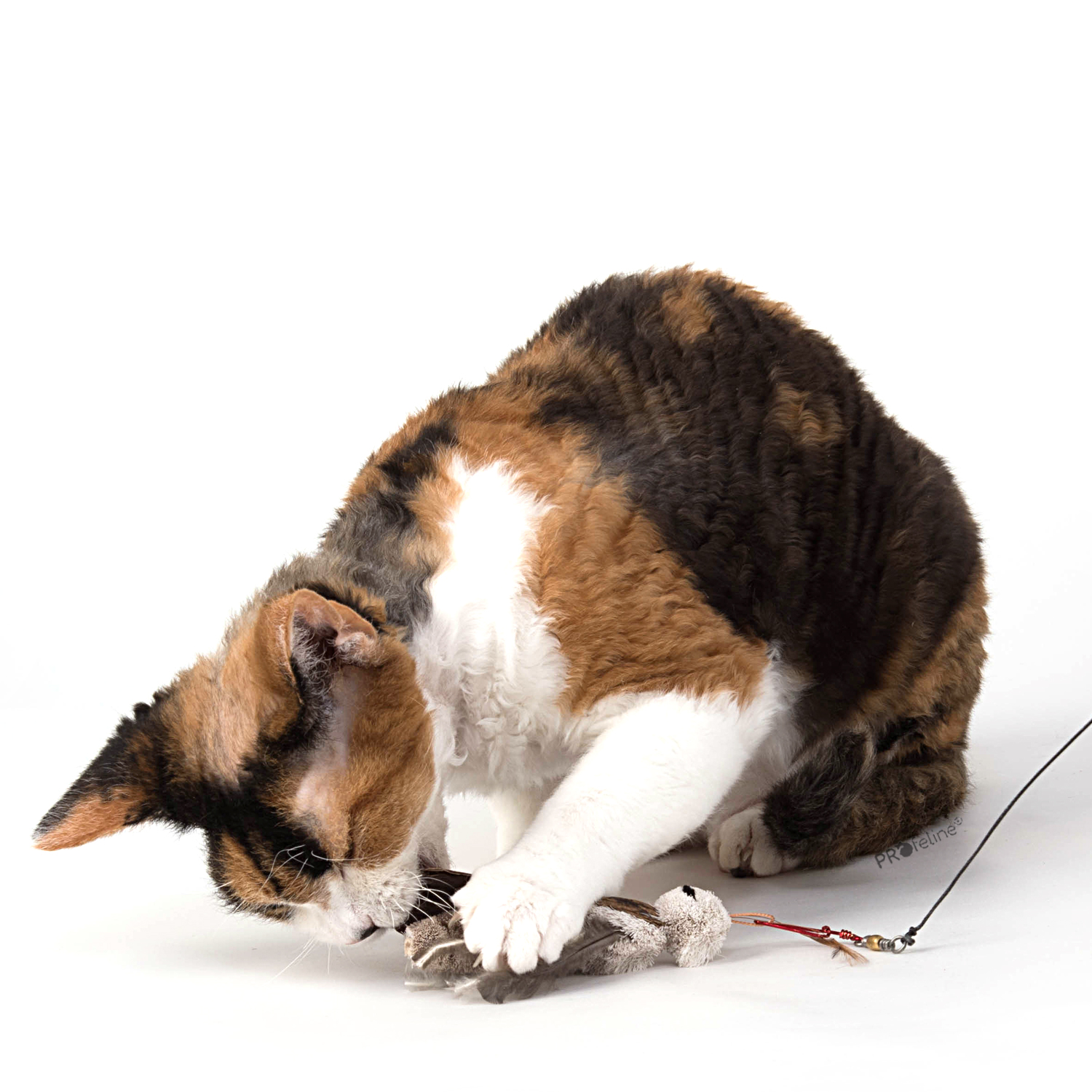 Katze mit Anhänger Kakerlake
