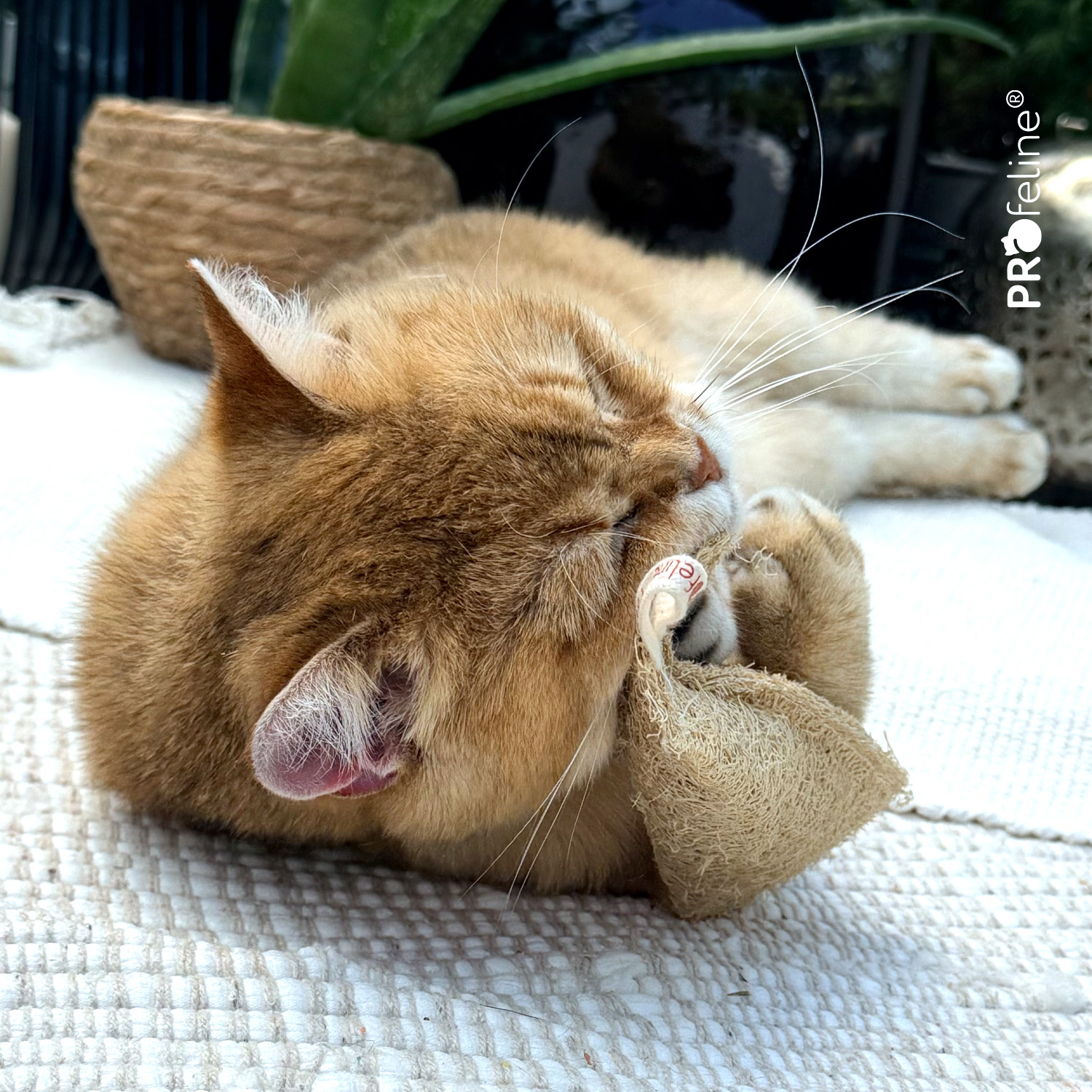 Loofah Peak - Catnip Dental Toy