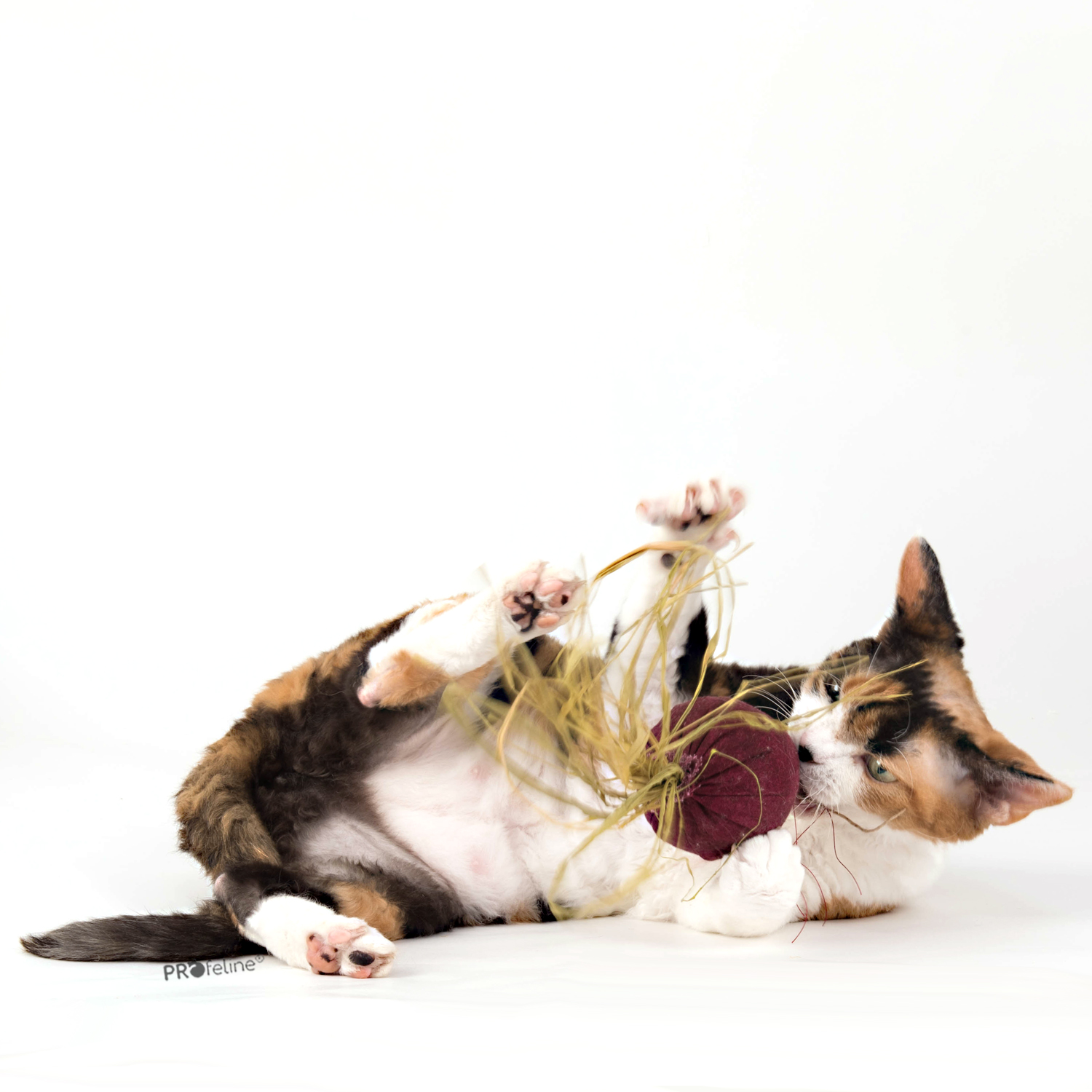 DreamCat - Beet Katzenspielzeug Rote Beete mit Katzenminze USA