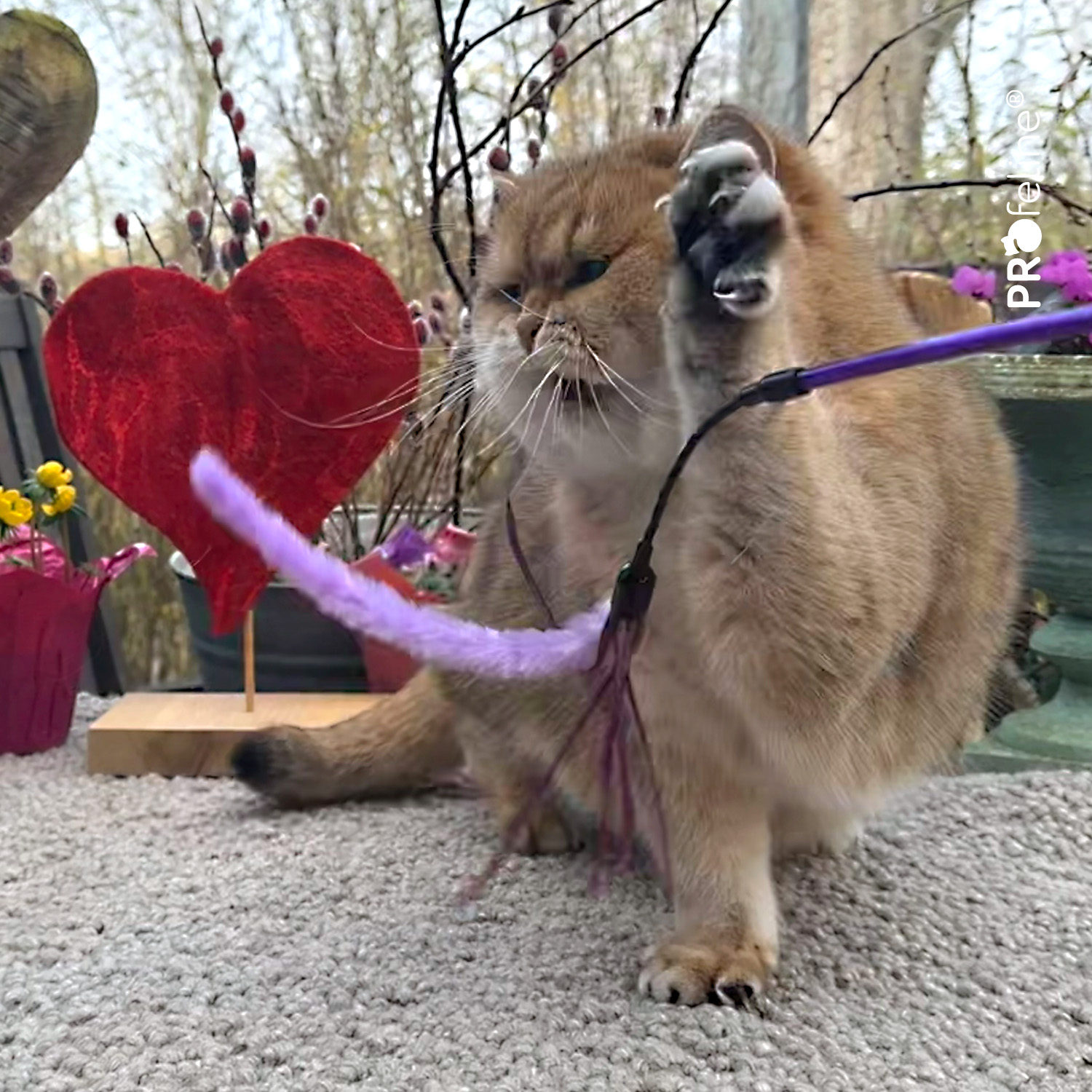 Katzen Federwedel besonders Pipe Wiper