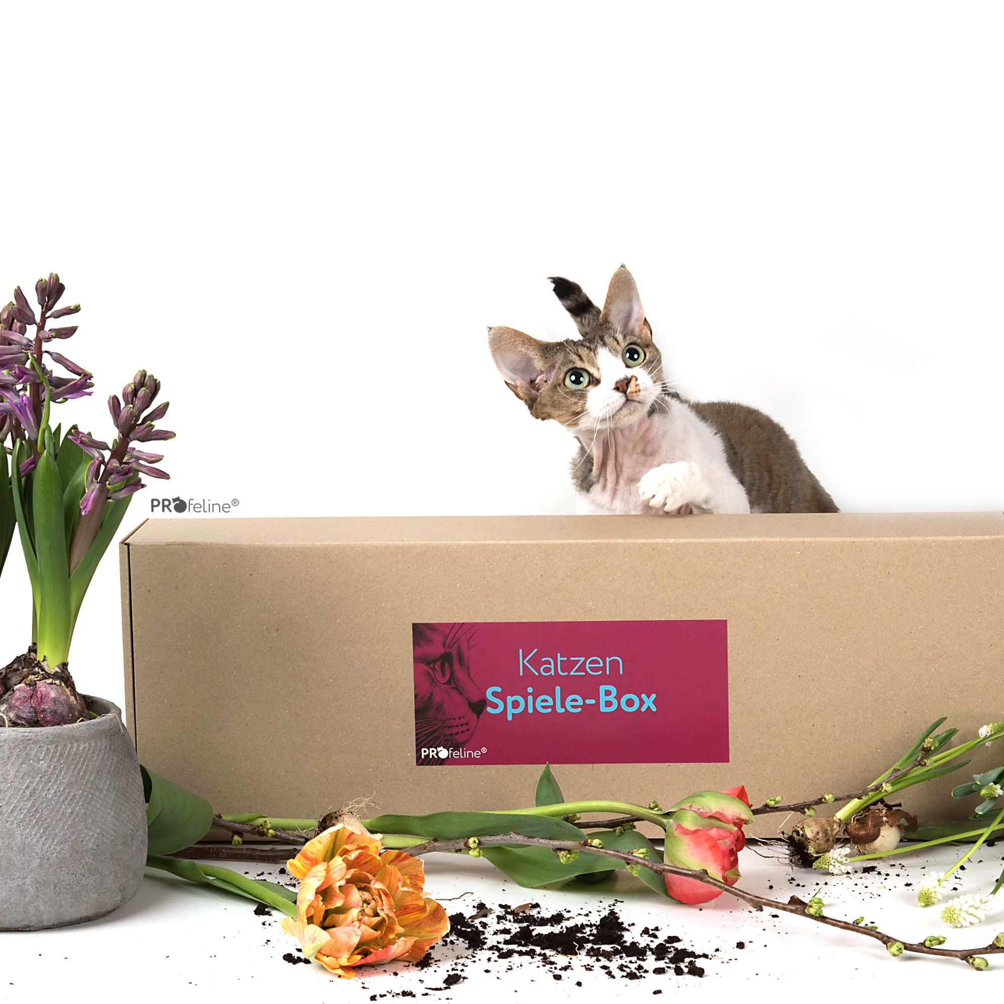 Katzen Überraschungs Box