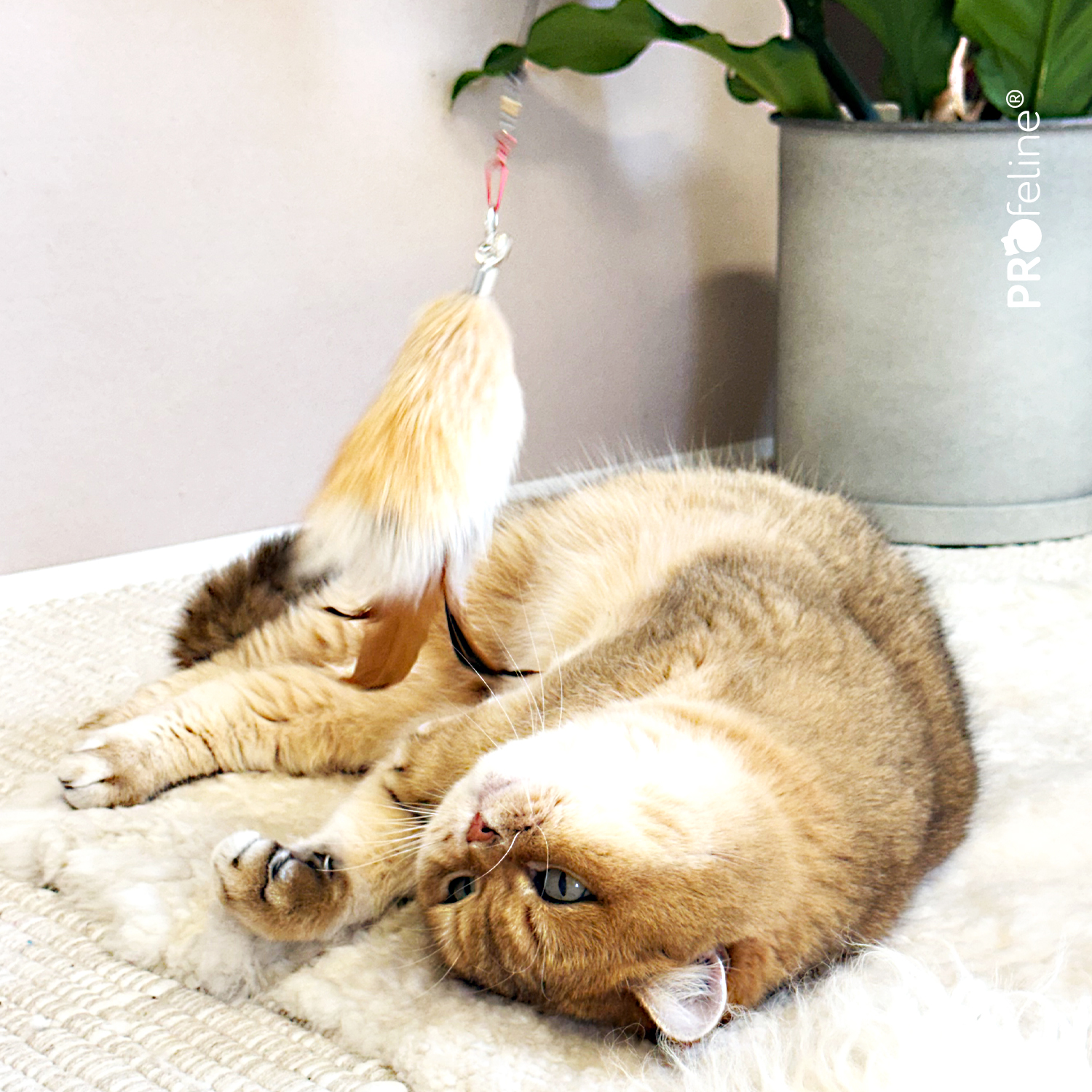 Fluffy Nub Refill Katzenshop Fellanhaenger mit Federn