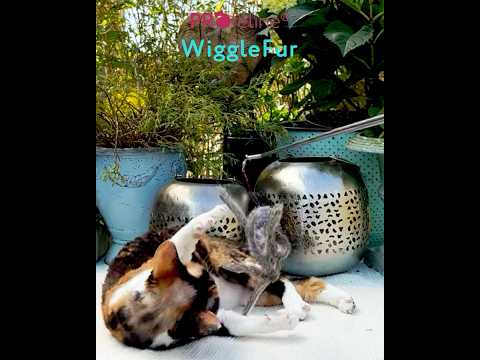 WiggleFur Refill WiggleFur Refill