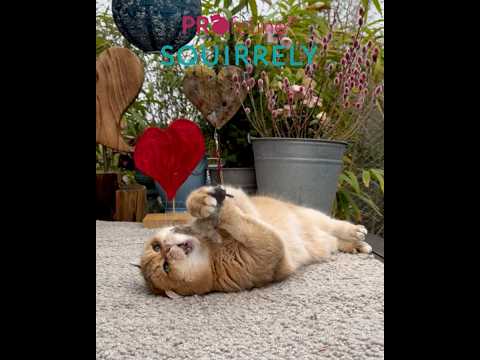 Profeline - Squirrely