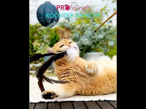 Cat Teaser Rooster Dancer Cat Teaser Rooster Dancer