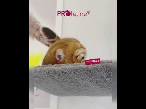 Ceiling Cat Tree Model Pauline