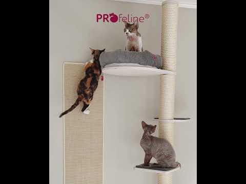 Cat Climbing Tree