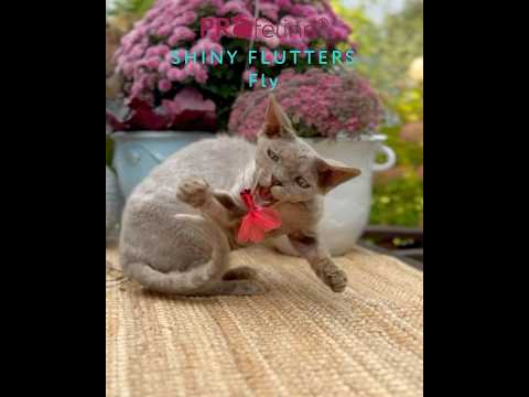 Shiny Flutters Attachments